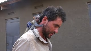 Baby Vervet Monkey Rescued from African Brush Fire [upl. by Werdnael]