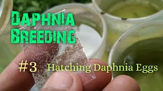 Daphnia Culture made simple and easy 3  Hatching Daphnia eggs [upl. by Archibaldo]