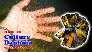 How to Culture Daphnia with ZERO Cost  Unlimited Live Food For Our Fish [upl. by Arretal723]