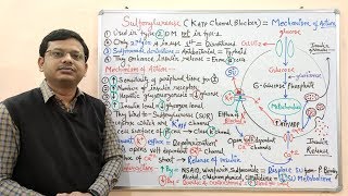 Diabetes Mellitus Part10 Mechanism of Action of Sulfonylurease  Antidiabetic Drugs  Diabetes [upl. by Ecerahc]