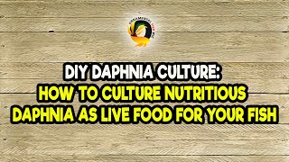 DIY Daphnia Culture How to Culture Nutritious Daphnia as Live Food for Your Fish [upl. by Winfrid]