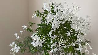 My Winter Jasmine Story  Jasminum Polyanthum [upl. by Sanburn]