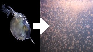 How I Culture Daphnia [upl. by Ailil]