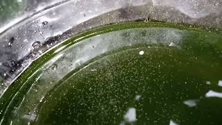 DAPHNIA MOINA CULTURE IN A SMALL BUCKET [upl. by Rica]