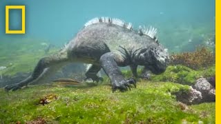 Swim Alongside a Galápagos Marine Iguana  National Geographic [upl. by Eednus]