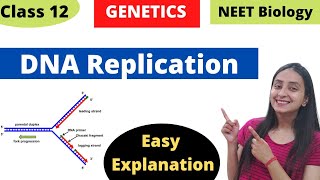 DNA Replication  Molecular Basis of Inheritance  Class 12 Genetics [upl. by Felicio308]