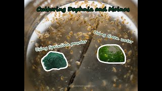 How To Culture Daphnia and Moinas using Green Water Spirulina powder [upl. by Narmak]