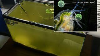 Raising Daphnia for the Freshwater Aquarium [upl. by Arem146]