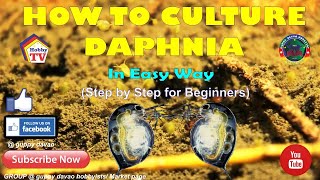 HOW TO CULTURE DAPHNIA In Easy Way [upl. by Yajnas]