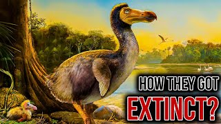 The REAL reason The Dodo Went Extinct [upl. by Maxim]